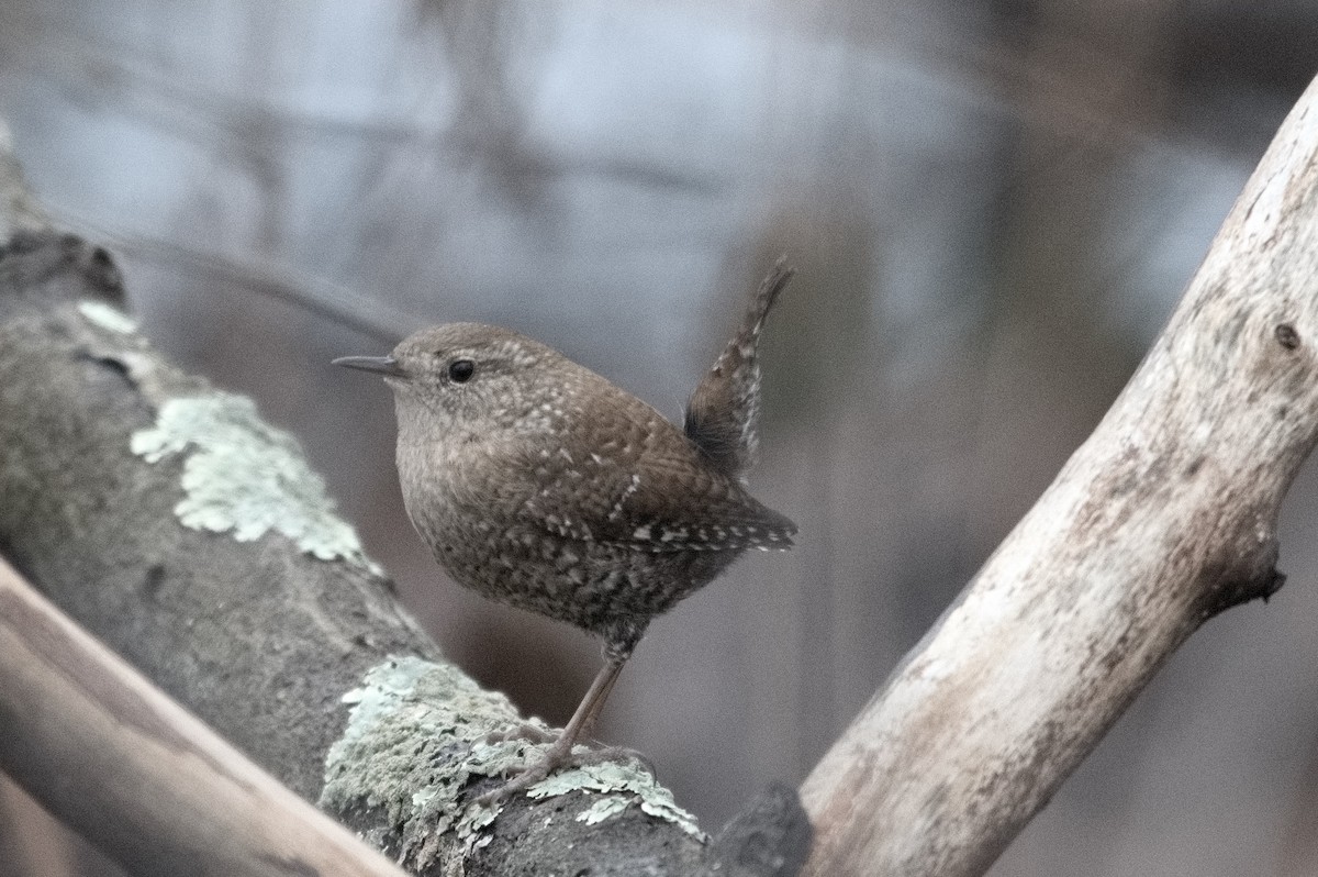 Winter Wren - ML614124131