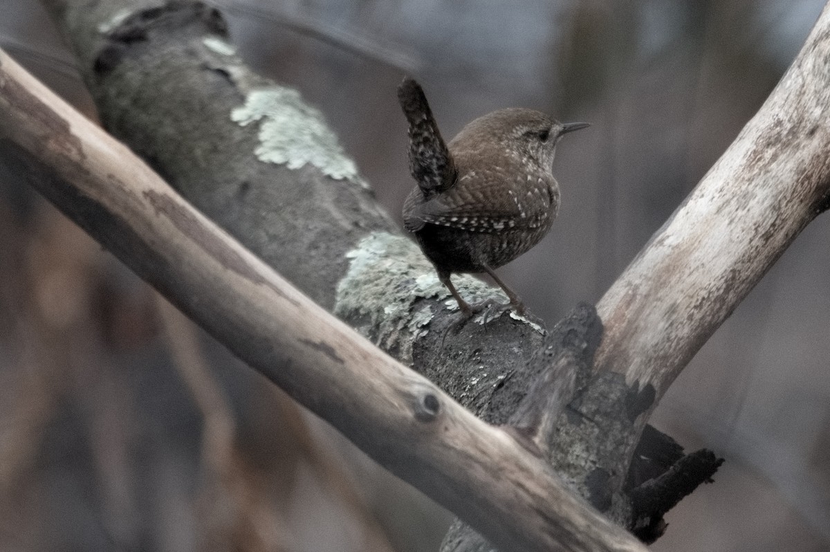 Winter Wren - ML614124132