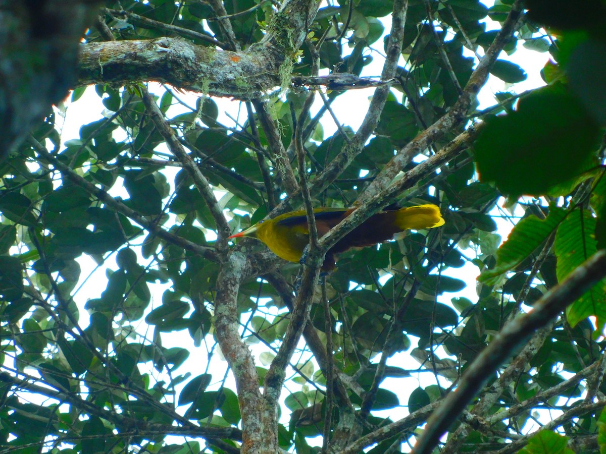 Green Oropendola - Alfonso Evelio Samir Bravo Ceron