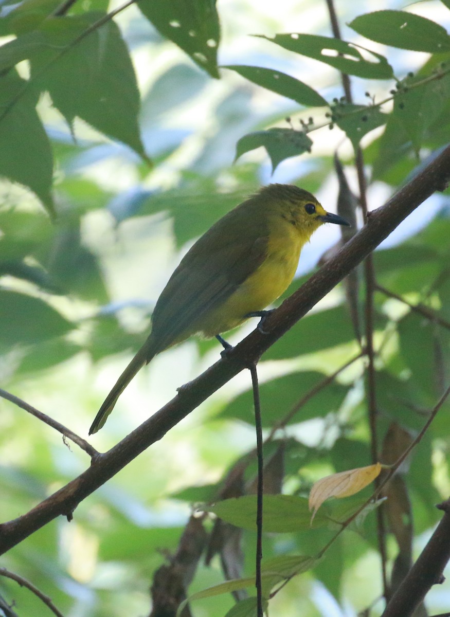 Yellow-browed Bulbul - ML614124144