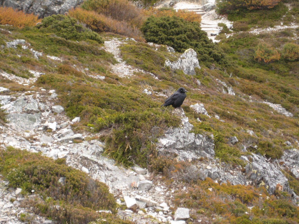 Corbeau de Tasmanie - ML614124176