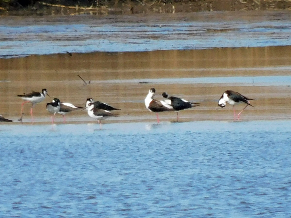 Black-necked Stilt - Kathy Rhodes