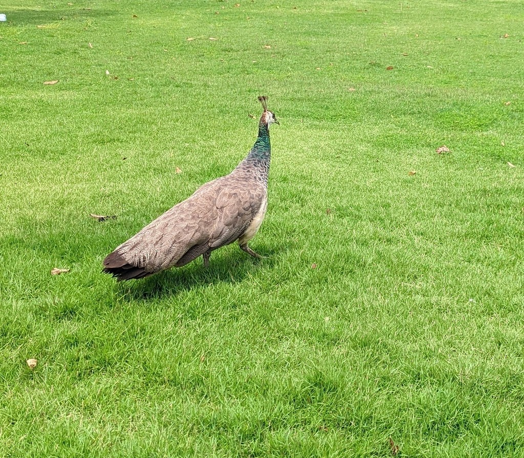 Indian Peafowl (Domestic type) - Caleb Catto