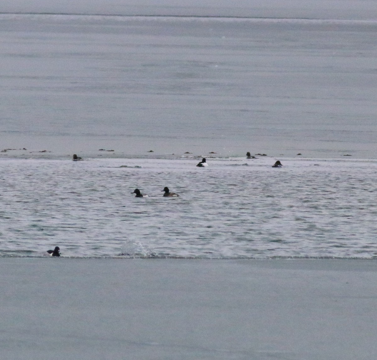 Greater Scaup - Steve Walker