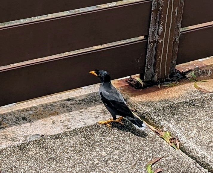 Javan Myna - Caleb Catto