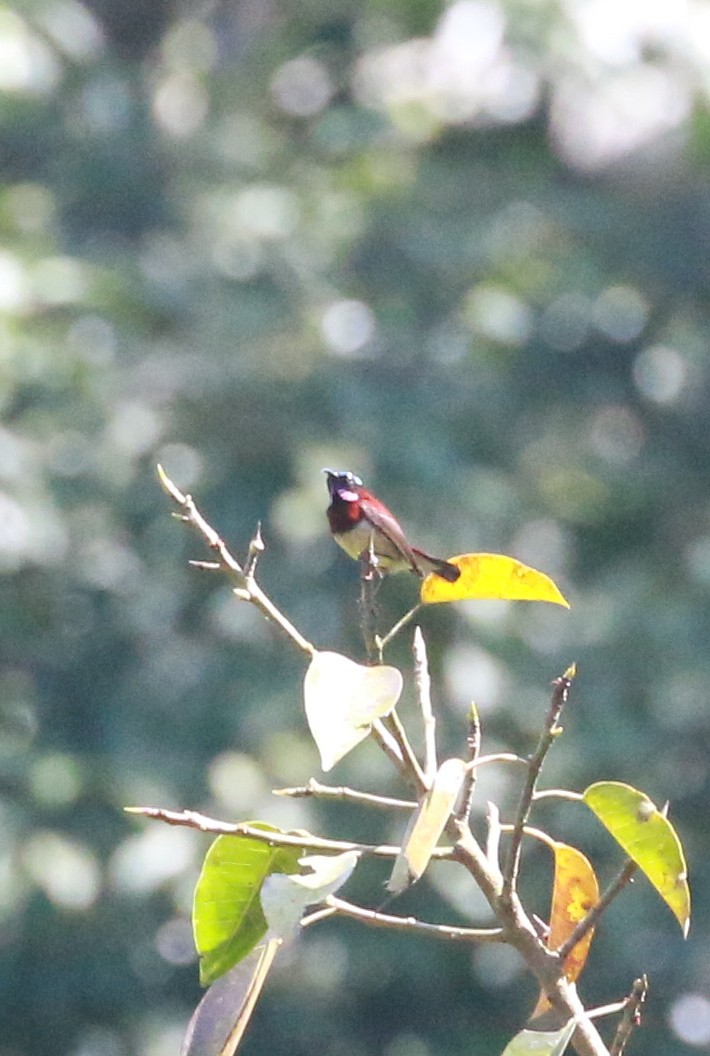 Crimson-backed Sunbird - shino jacob koottanad