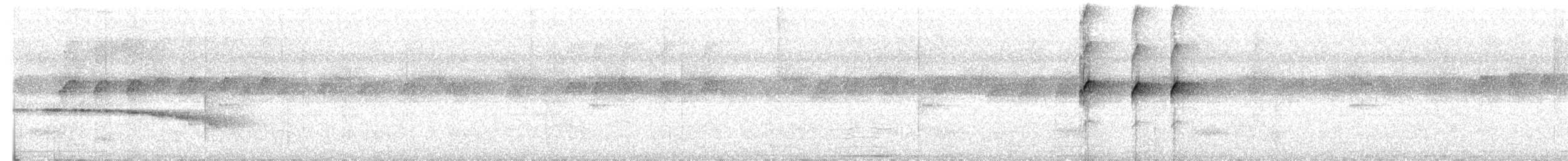 Rotschwanz-Ameisenvogel (pallens) - ML614124330