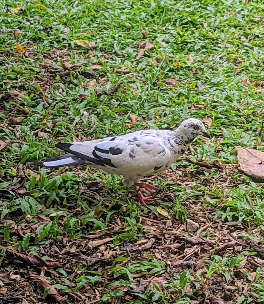 Rock Pigeon (Feral Pigeon) - ML614124362