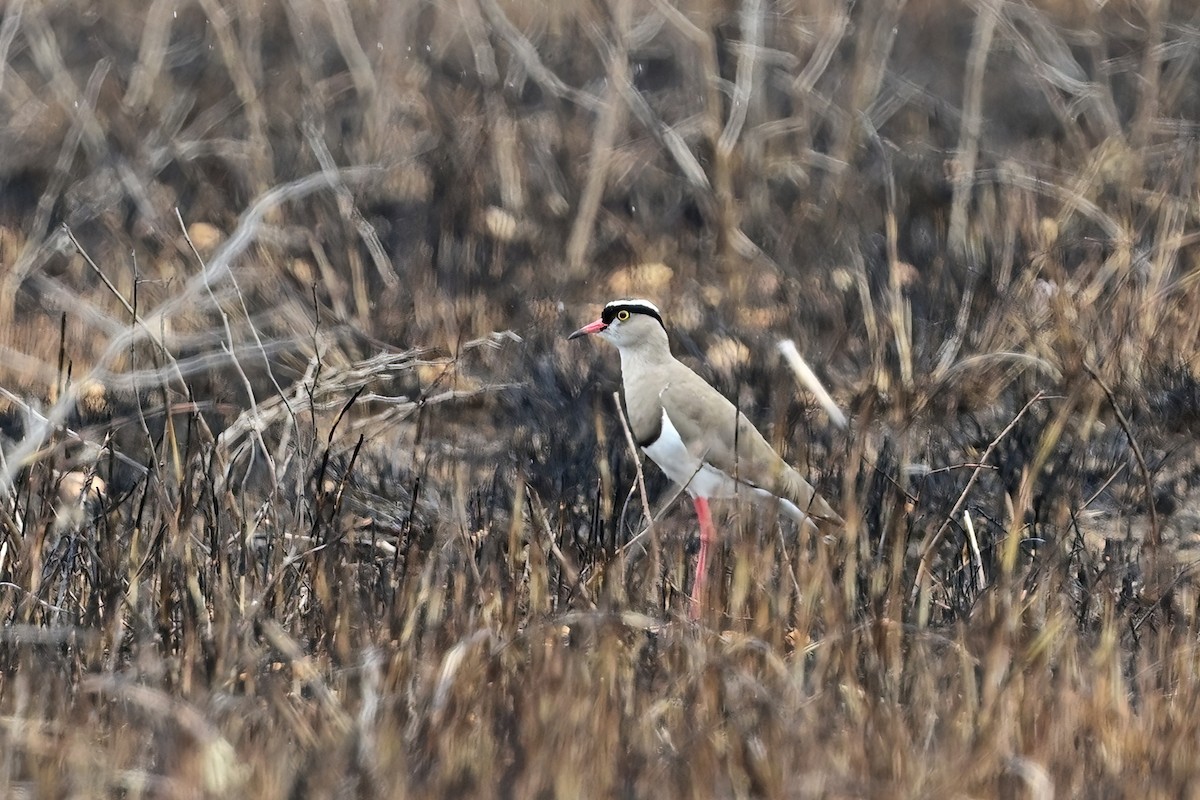 Crowned Lapwing - ML614124446