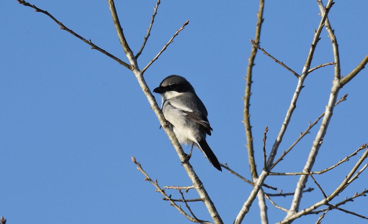 Loggerhead Shrike - Anonymous