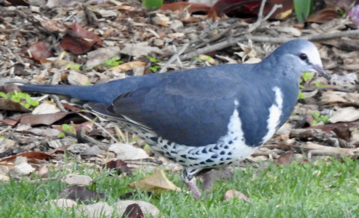 Wonga Pigeon - ML614124526