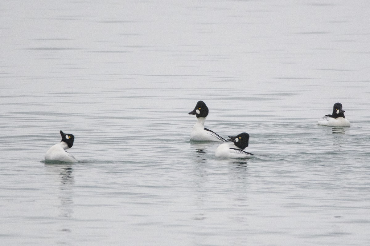 Common Goldeneye - Peter Sproule