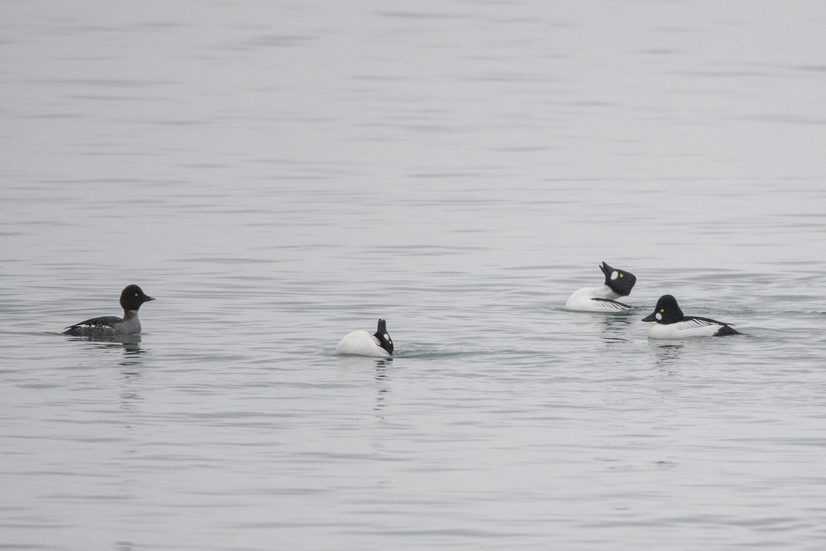 Common Goldeneye - Peter Sproule