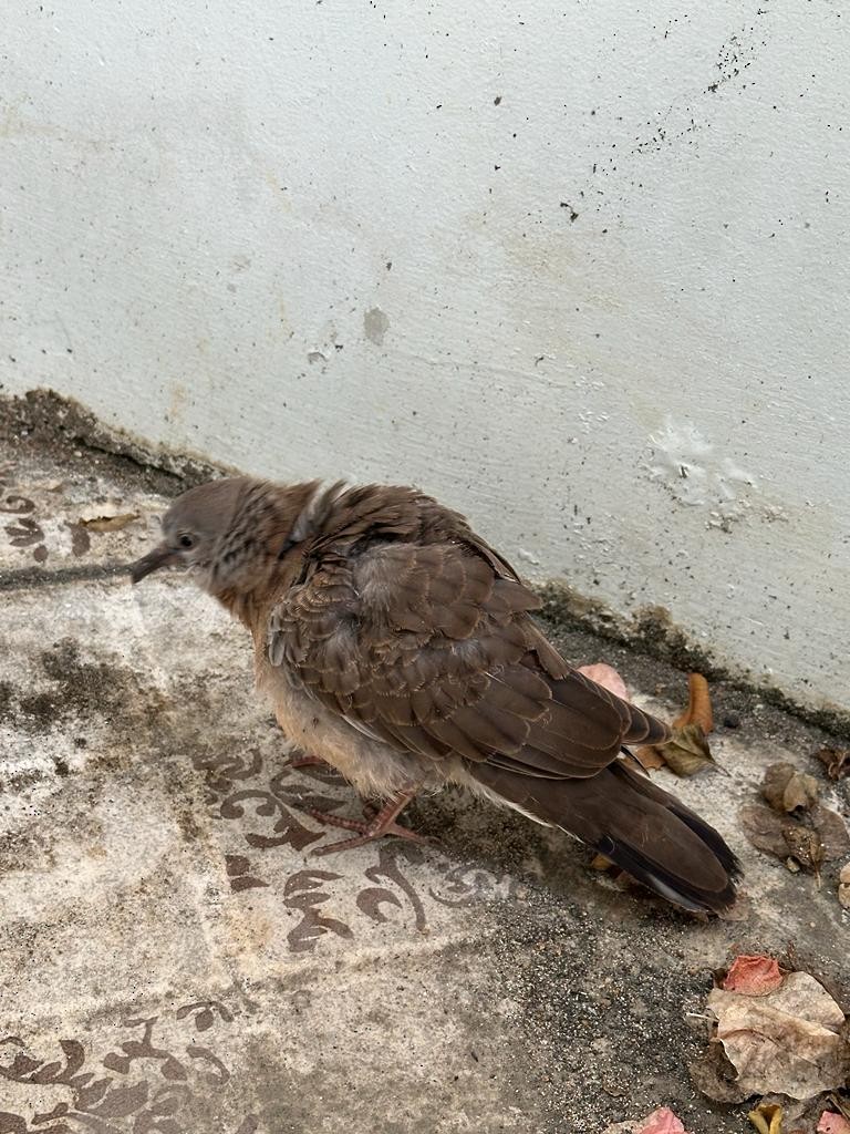 Spotted Dove - ML614124577