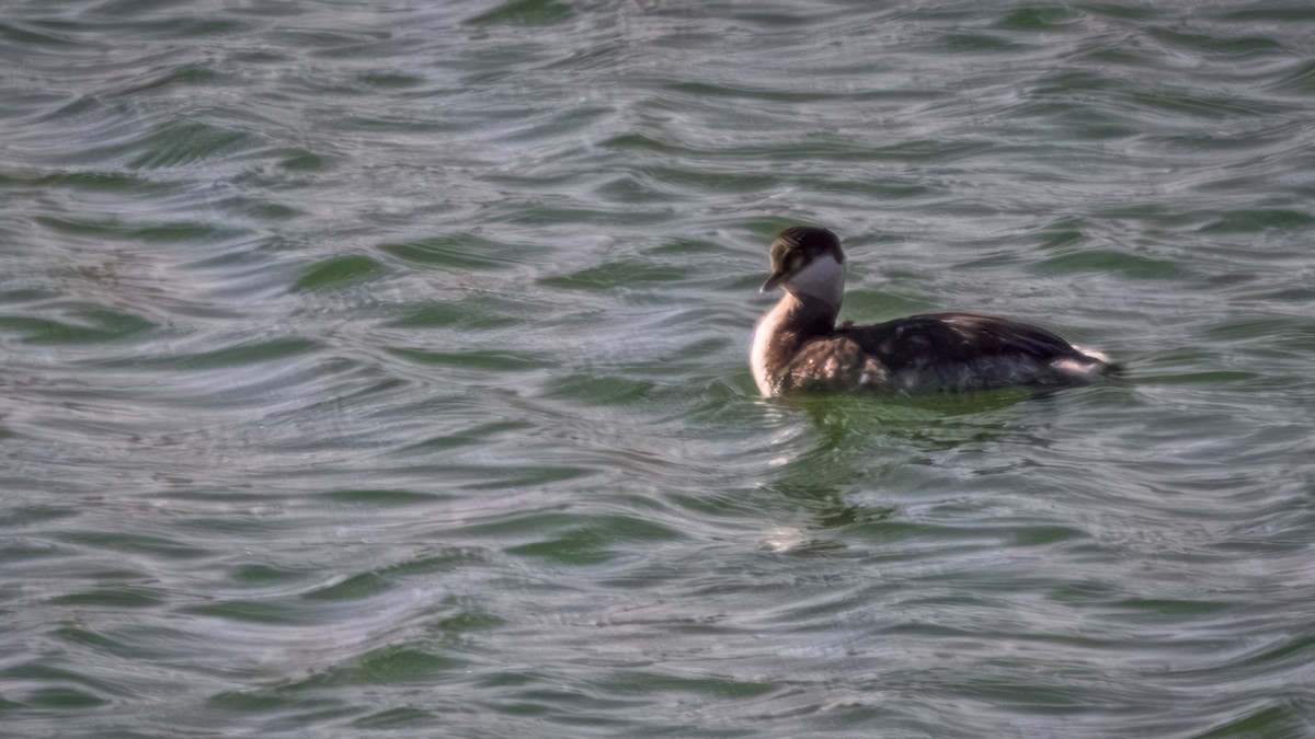 Horned Grebe - ML614124638