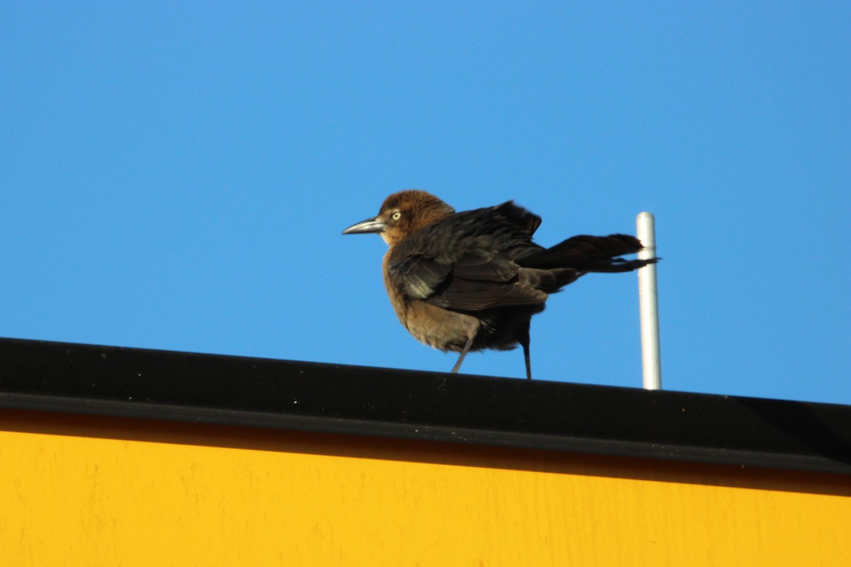 Great-tailed Grackle - ML614124646