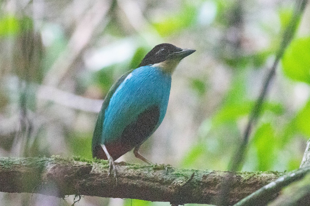 Azure-breasted Pitta - ML614124665