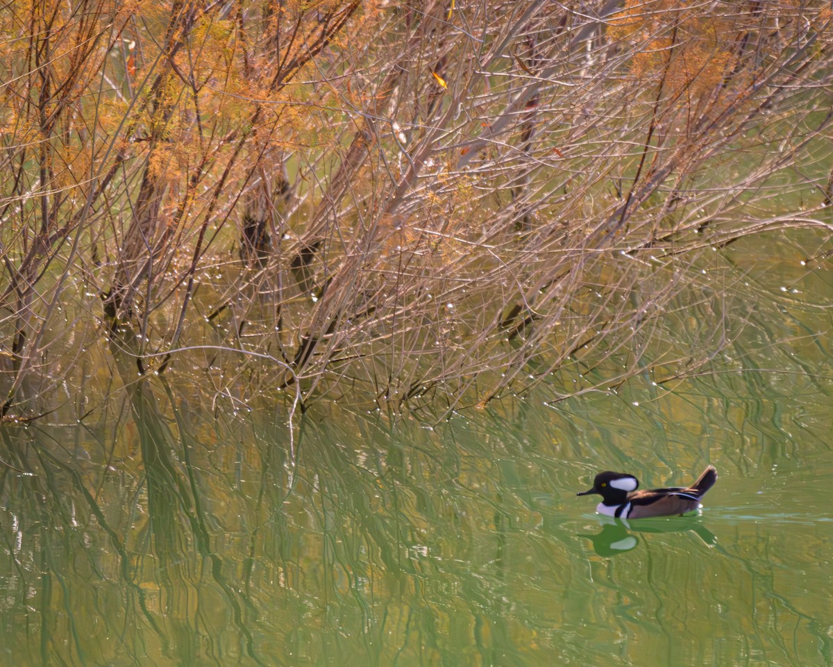 Hooded Merganser - Paul LaFrance