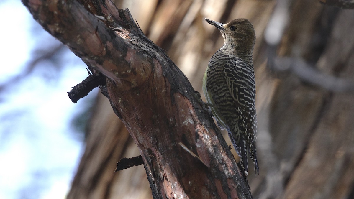 Williamson's Sapsucker - ML614124777