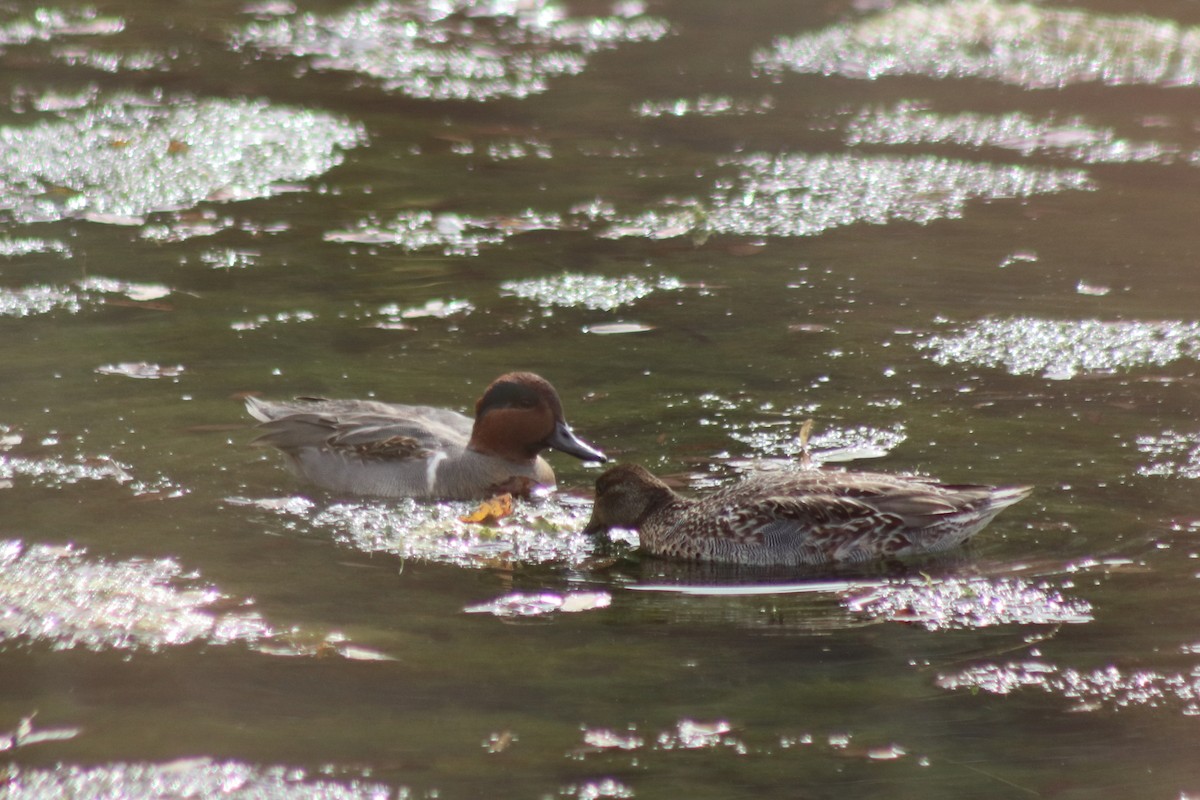 Green-winged Teal - ML614124778