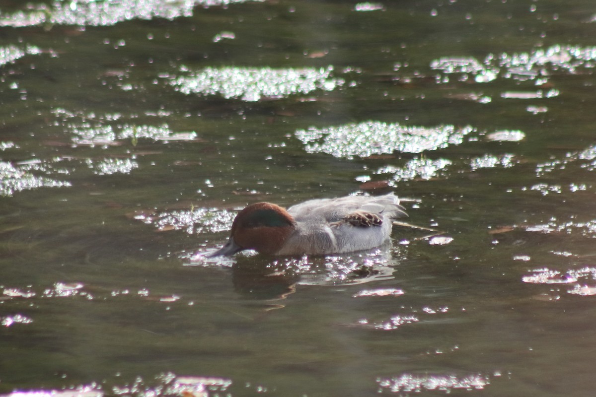 Green-winged Teal - ML614124779