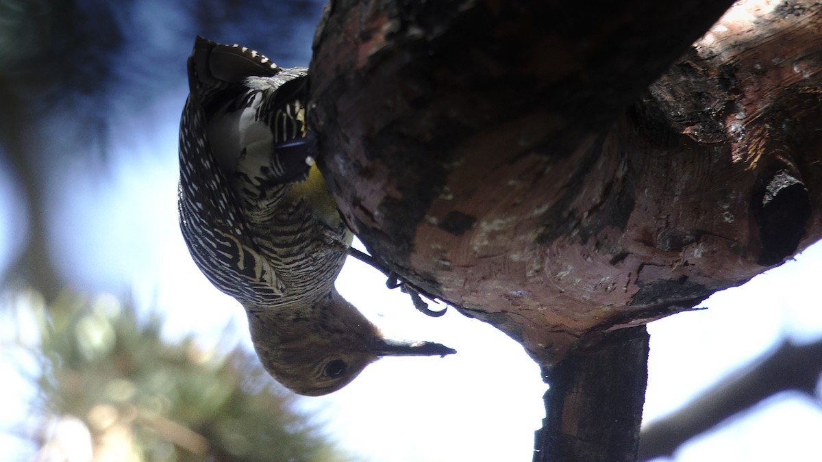 Williamson's Sapsucker - ML614124788