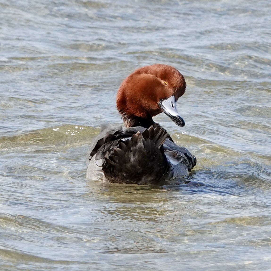 Redhead - ML614124801