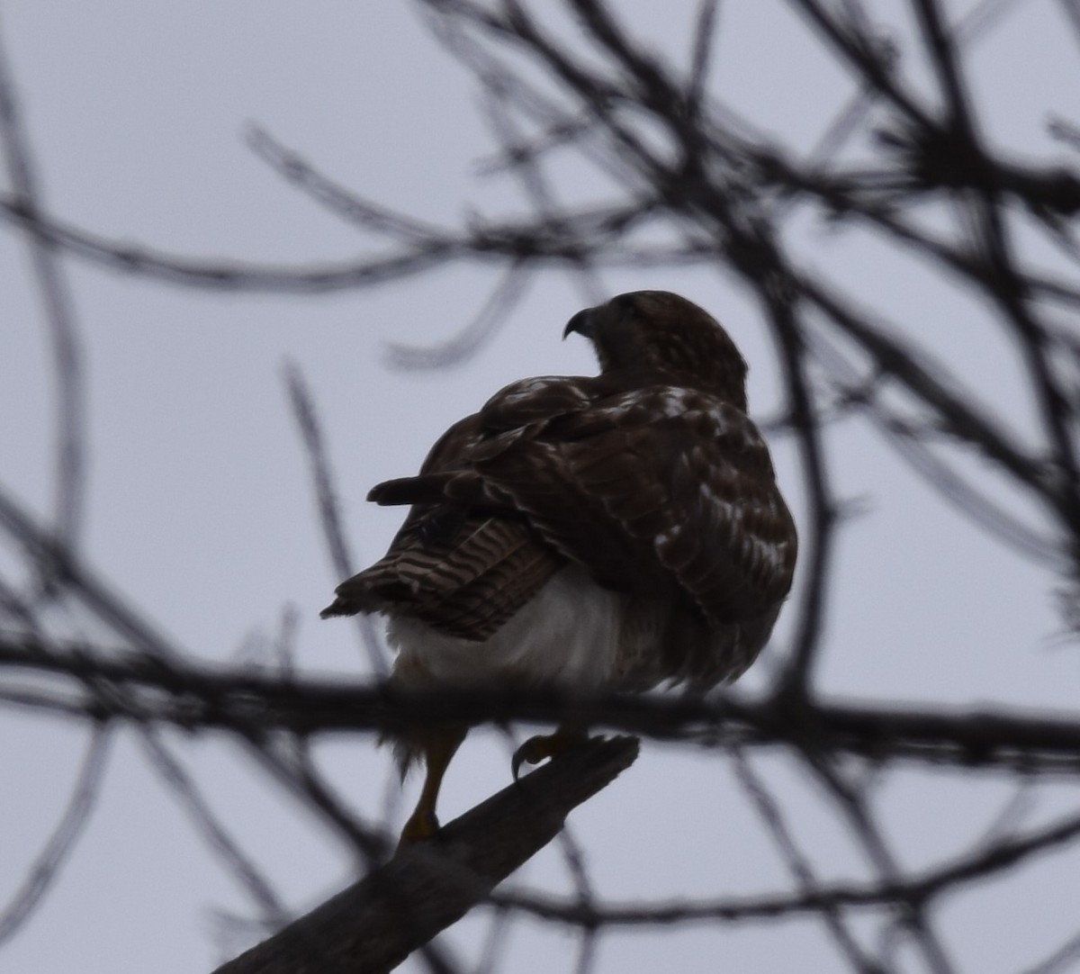 Red-tailed Hawk - ML614124812