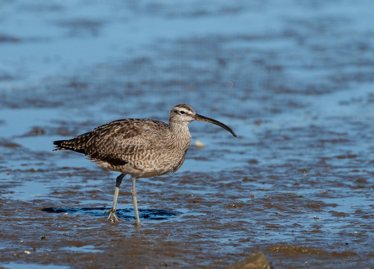 Hudsonian Whimbrel - ML614124827