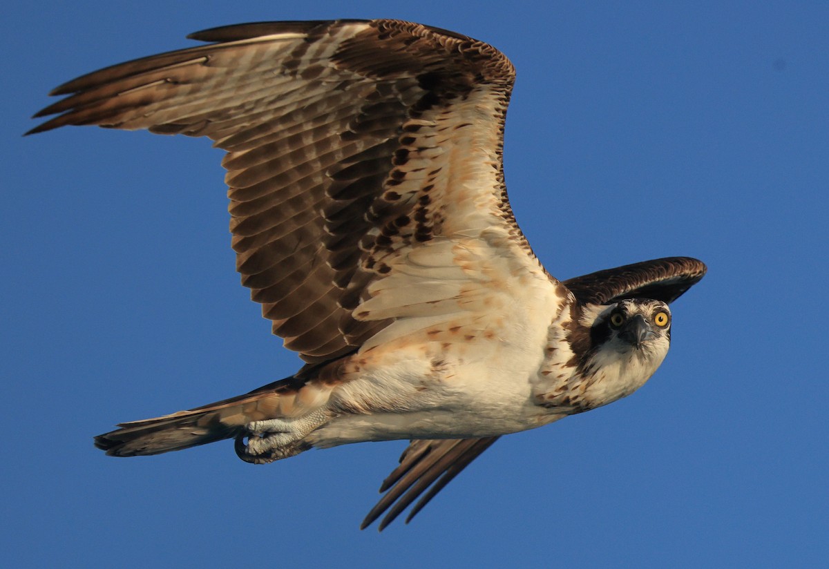 Águila Pescadora - ML614124843