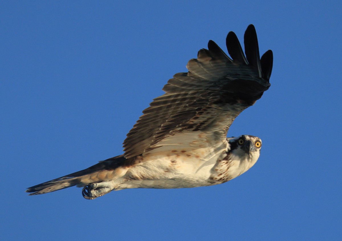 Águila Pescadora - ML614124844