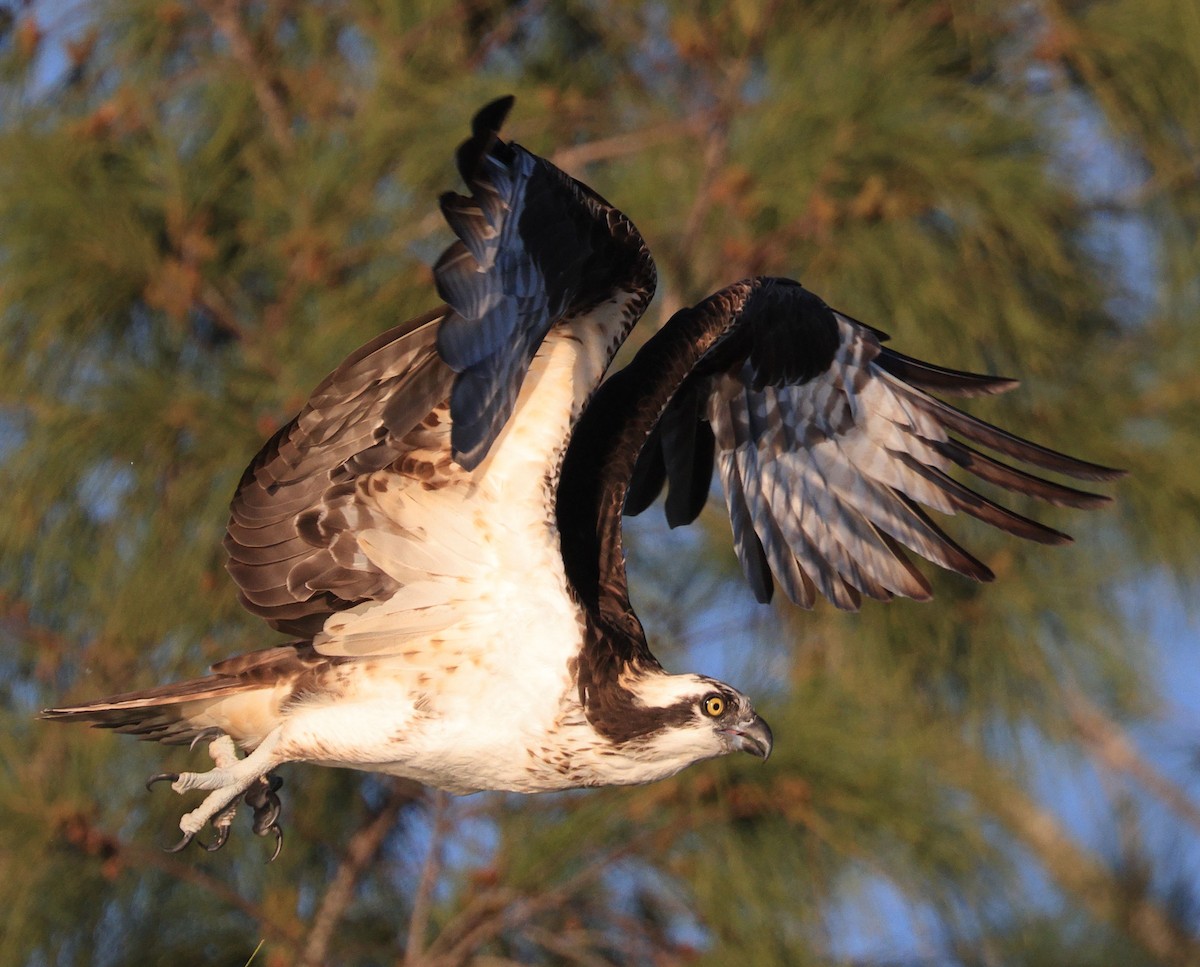 Águila Pescadora - ML614124845