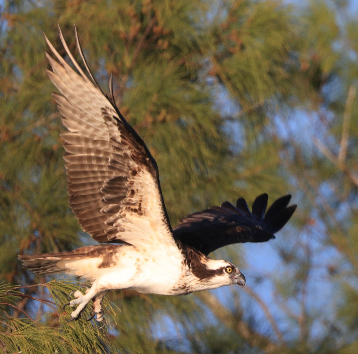 Águila Pescadora - ML614124846