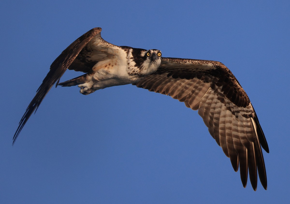 Osprey - Richard Brewer