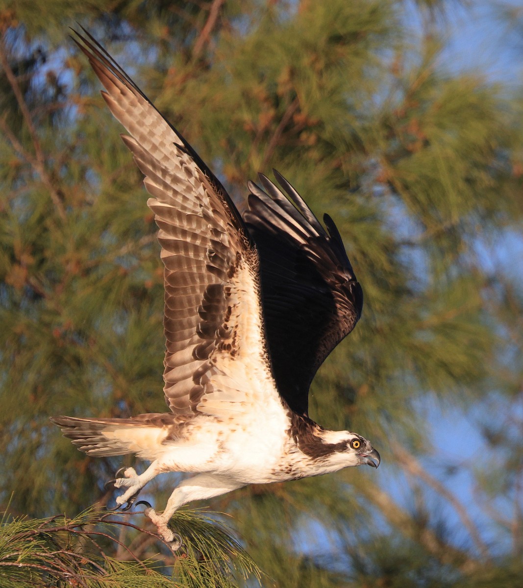 Águila Pescadora - ML614124849