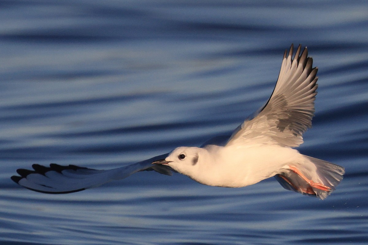 Bonaparte's Gull - ML614124891