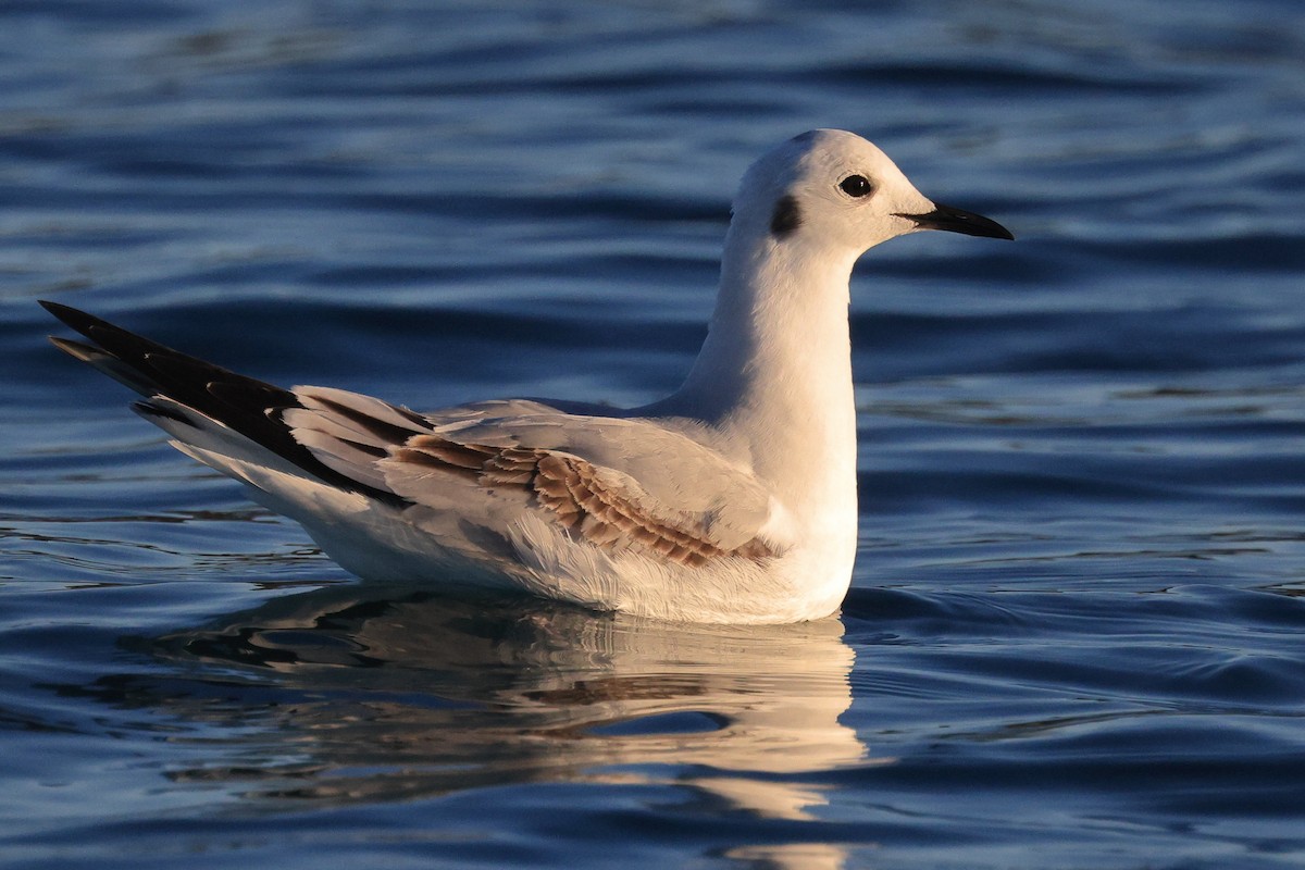 Bonaparte's Gull - ML614124893