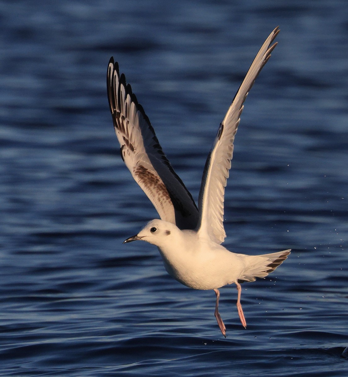 Bonaparte's Gull - ML614124895