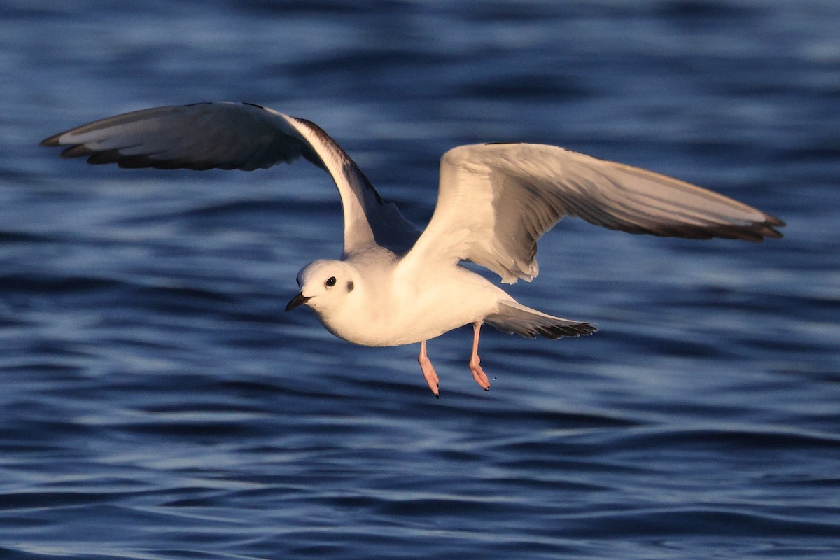 Bonaparte's Gull - ML614124896