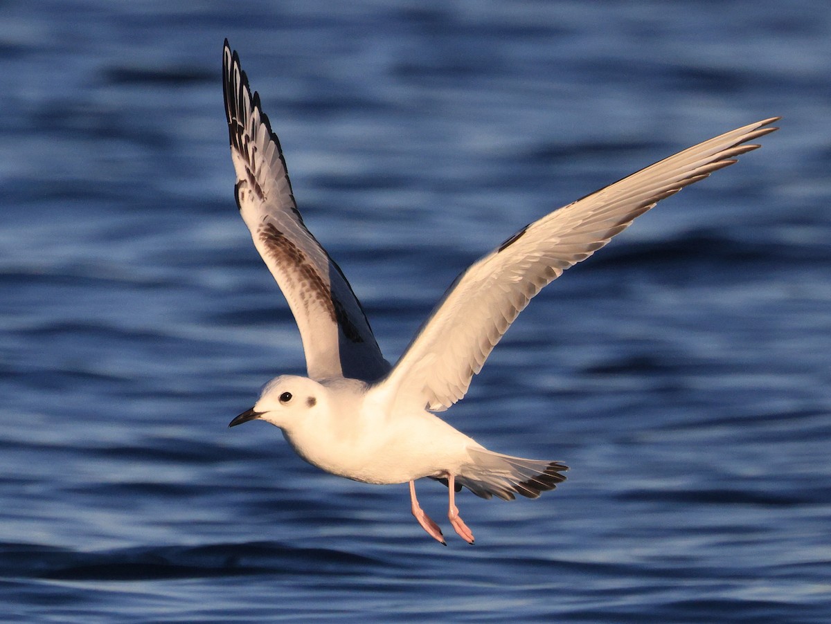 Bonaparte's Gull - Richard Brewer