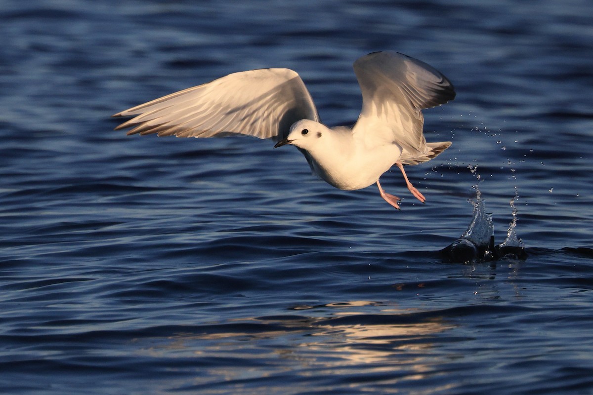 Mouette de Bonaparte - ML614124898