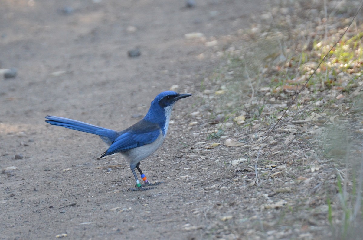 Island Scrub-Jay - ML614124915