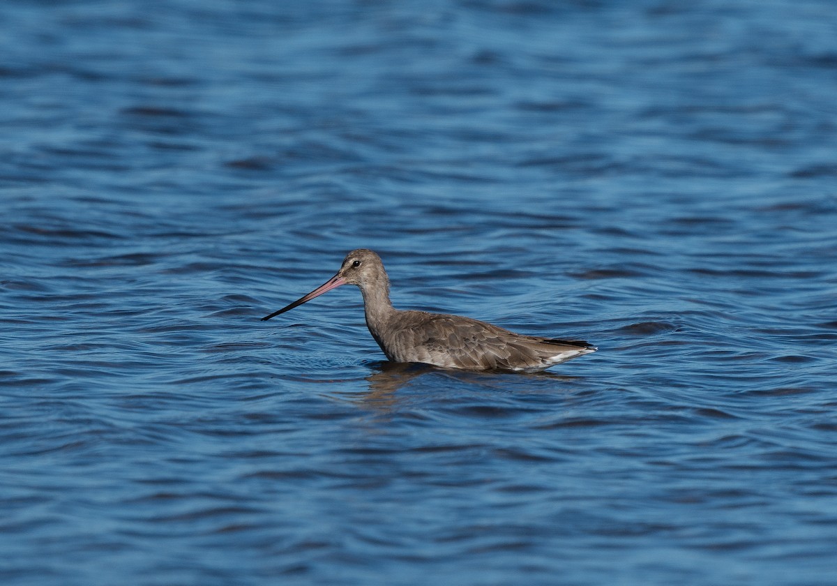 Hudsonian Godwit - ML614124923