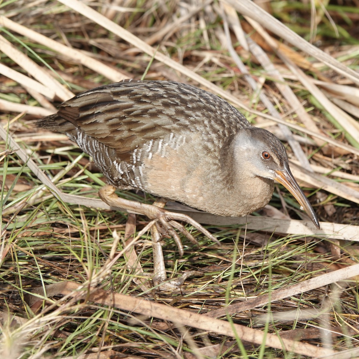 Clapper Rail - JoAnn Girard