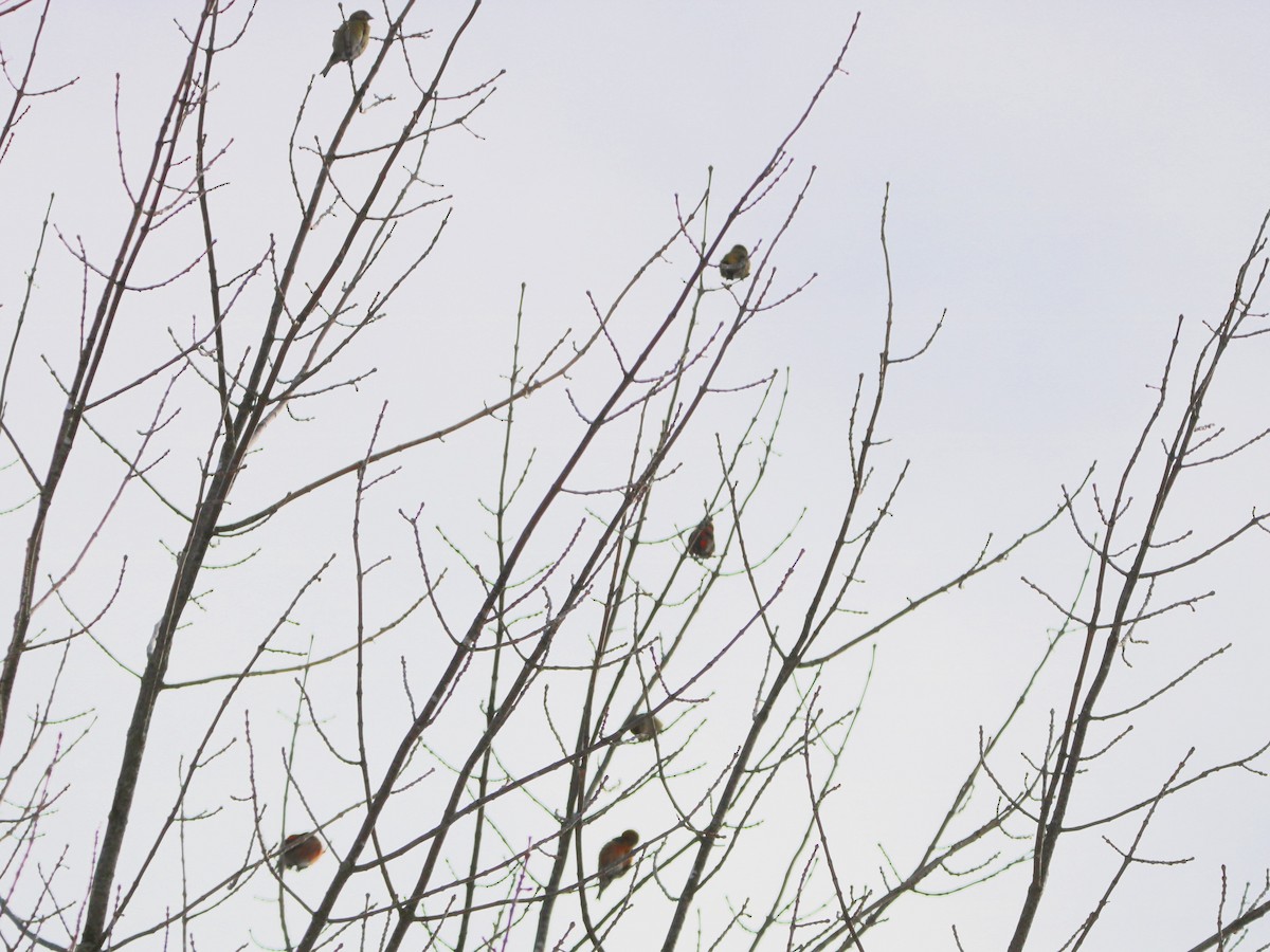 Red Crossbill - ML614125005