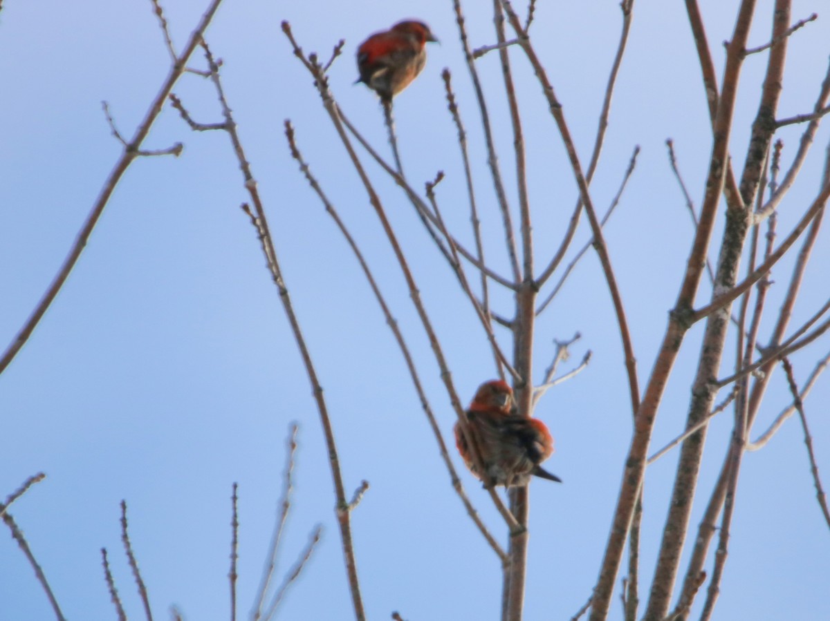 Red Crossbill - ML614125031