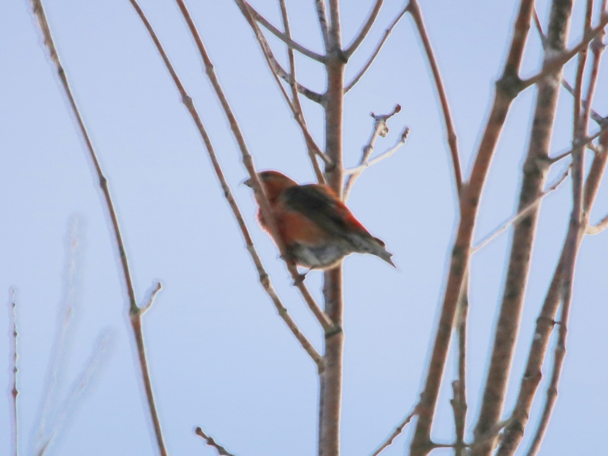 Red Crossbill - ML614125038