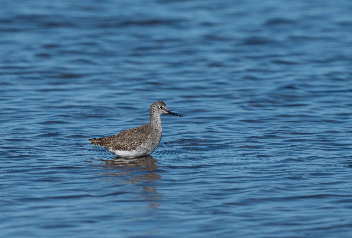 Lesser Yellowlegs - ML614125054