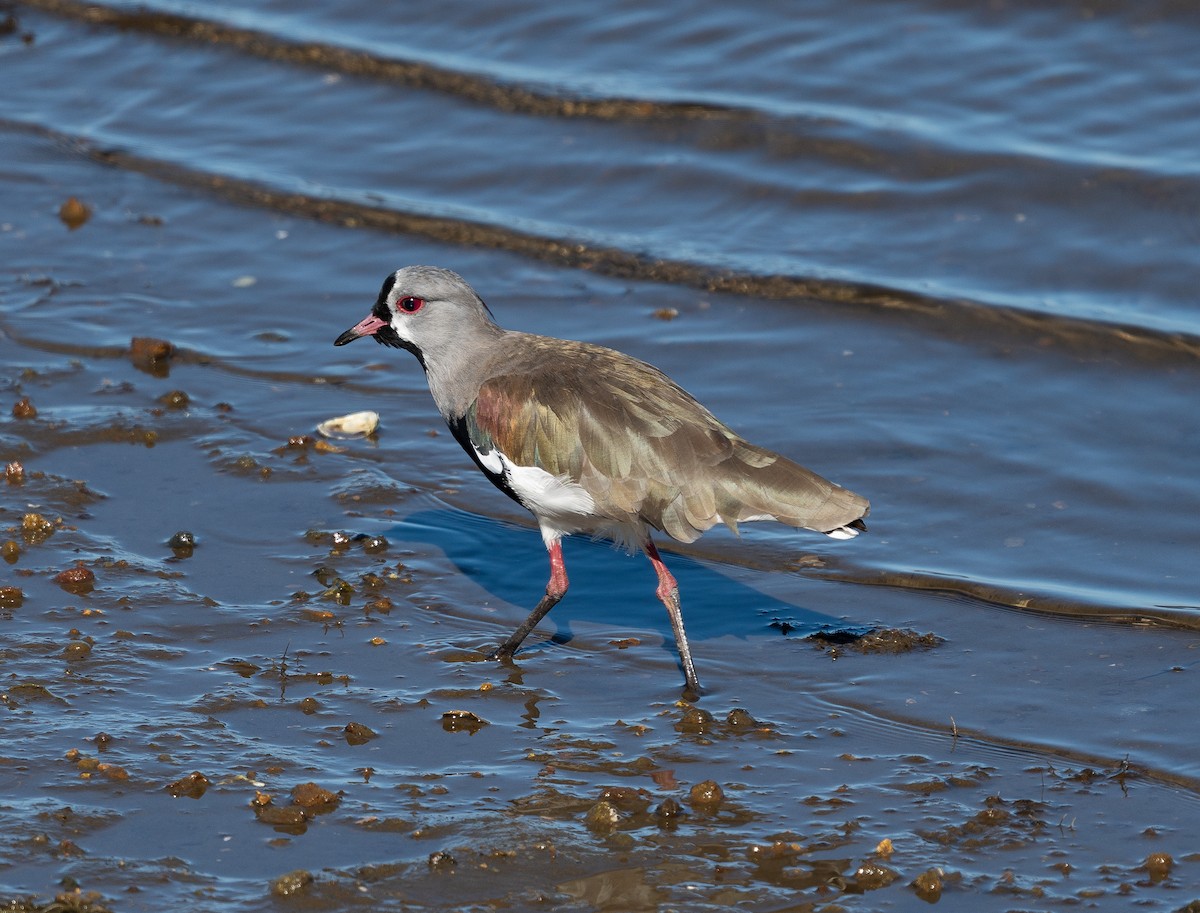 Southern Lapwing - ML614125058