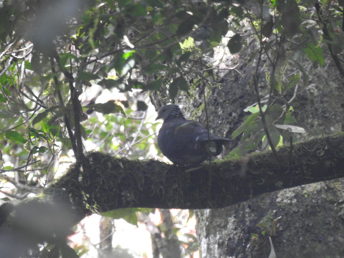 Nilgiri Wood-Pigeon - ML614125105